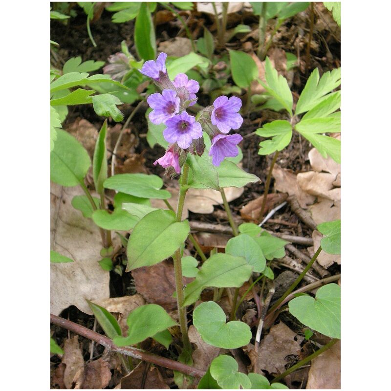 Identification Image for Bulk Western Herbs Lungwort