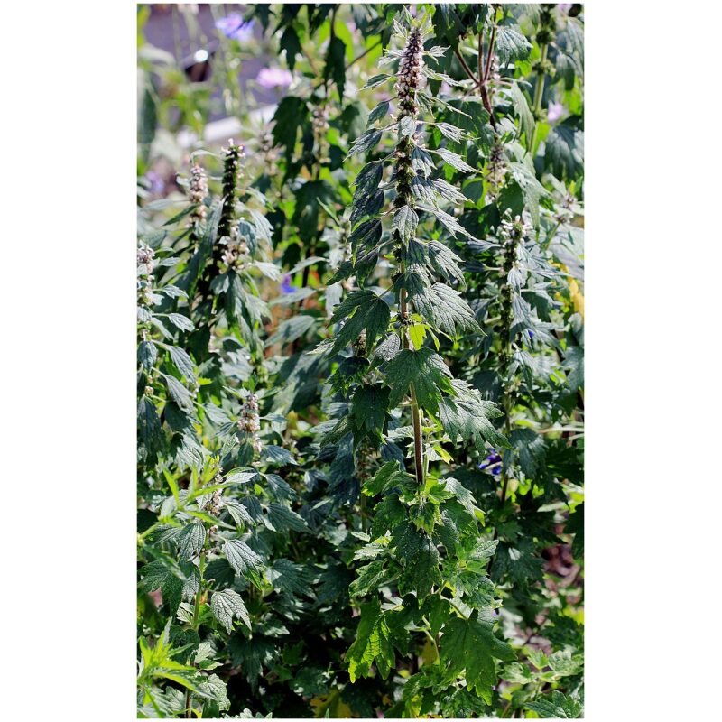 Identification Image for Bulk Western Herbs Motherwort