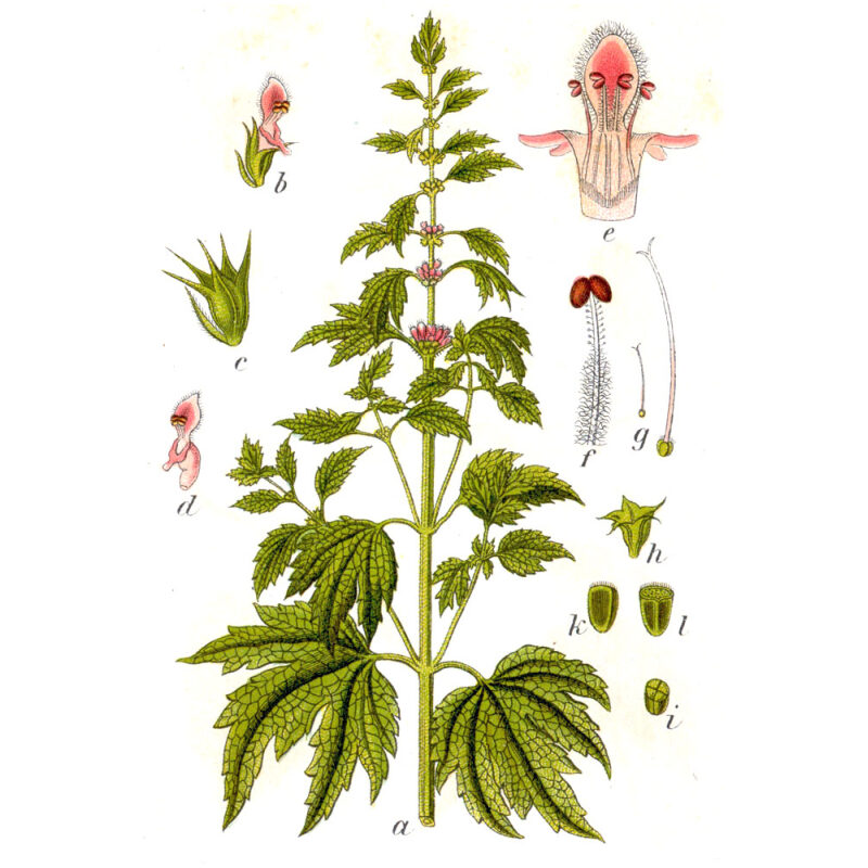 Illustration for Bulk Western Herbs Motherwort