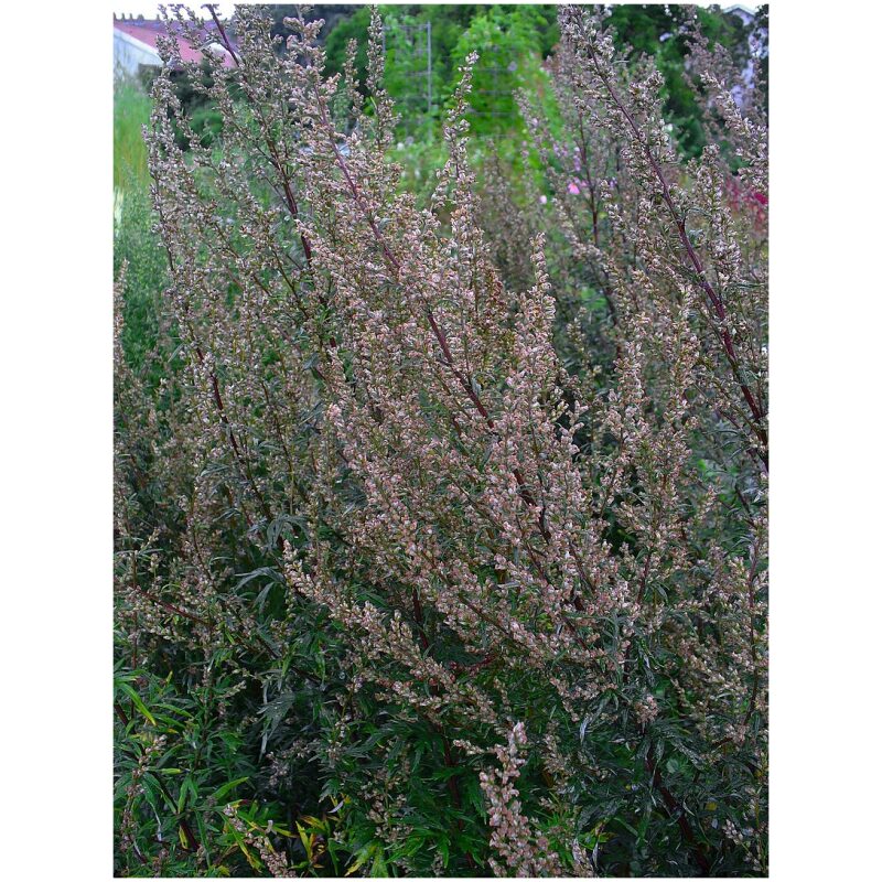 Identification Image for Bulk Western Herbs Mugwort