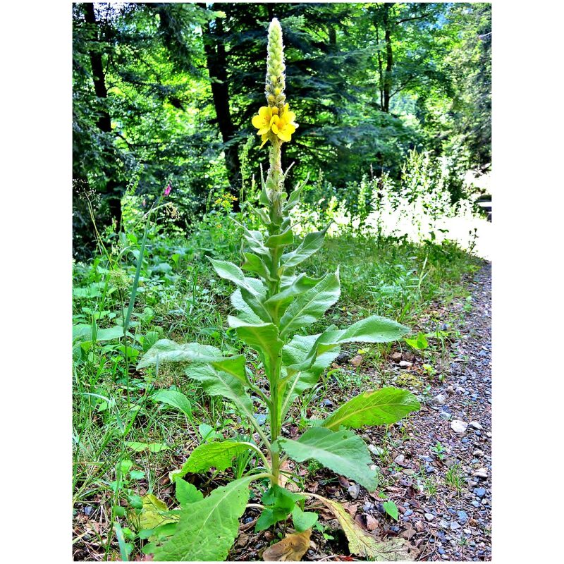 Identification Image for Bulk Western Herbs Mullein