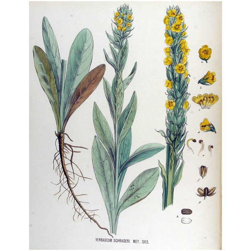 Illustration for Bulk Western Herbs Mullein