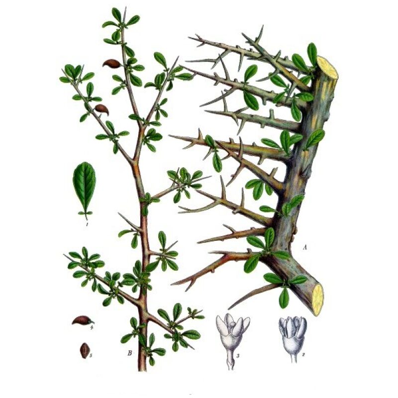 Illustration for Bulk Western Herbs Myrrh Gum