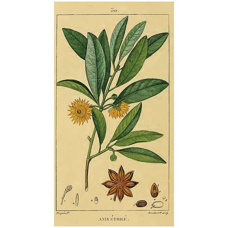 Illustration for Bulk Western Herbs Star Anise