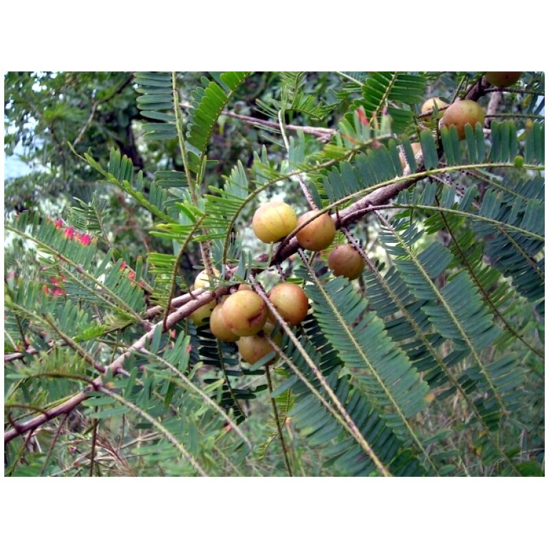 Identification Image for Bulk Ayurvedic Herbs Amalaki