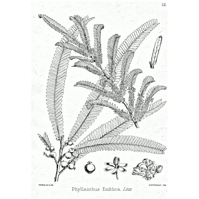 Illustration for Bulk Ayurvedic Herbs Amalaki
