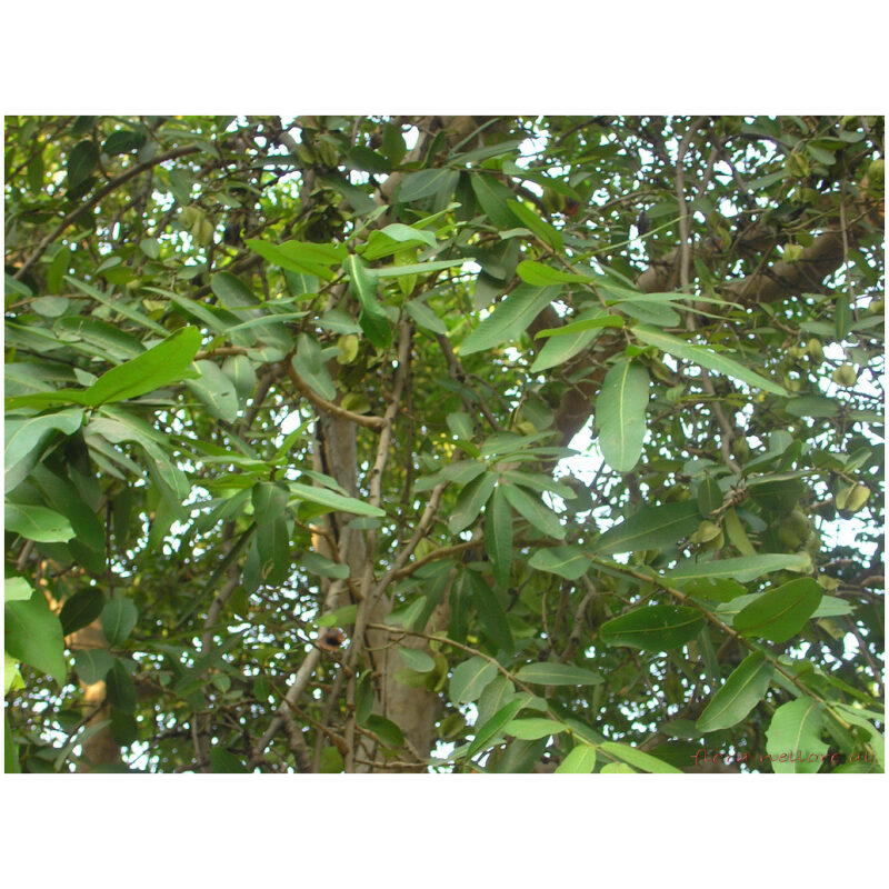 Identification Image for Bulk Ayurvedic Herbs Arjuna