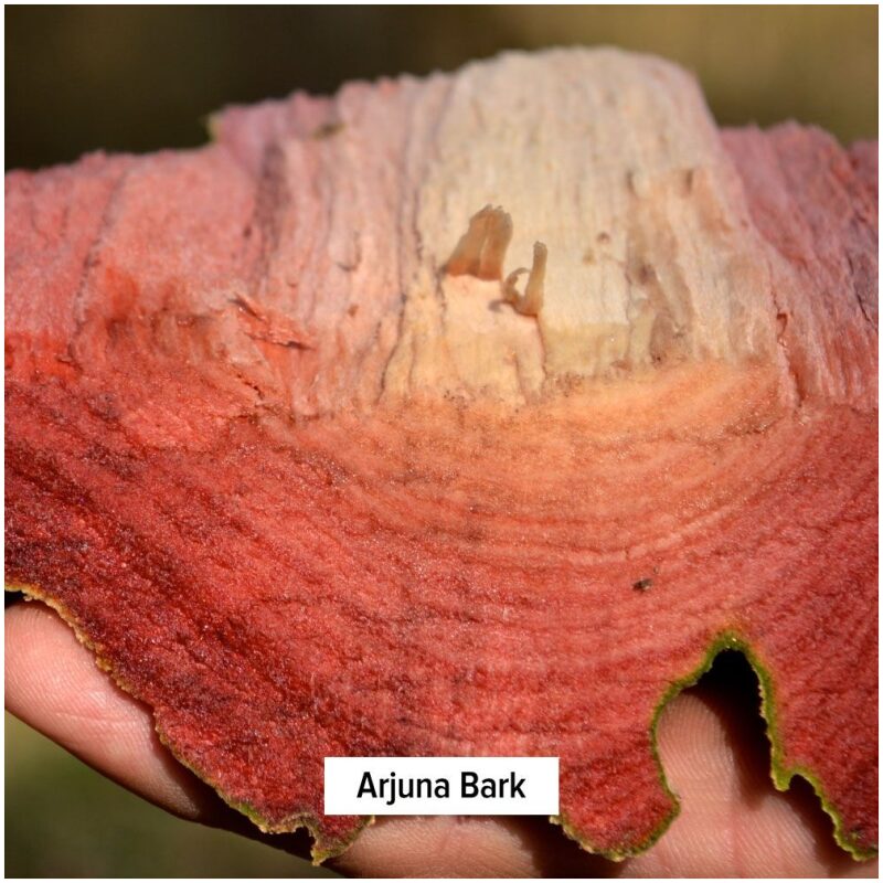 Bark Image for Bulk Ayurvedic Herbs Arjuna