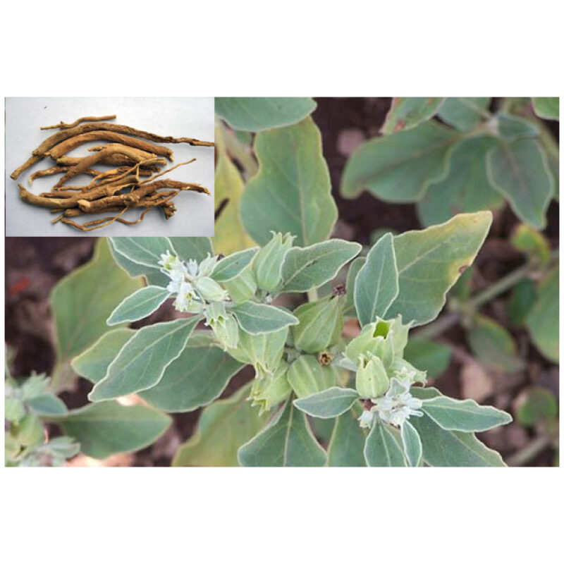 Identification Image for Bulk Ayurvedic Herbs Ashwagandha