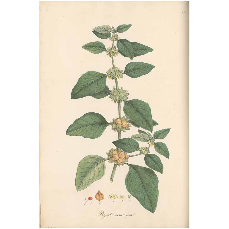 Illustration for Bulk Ayurvedic Herbs Ashwagandha