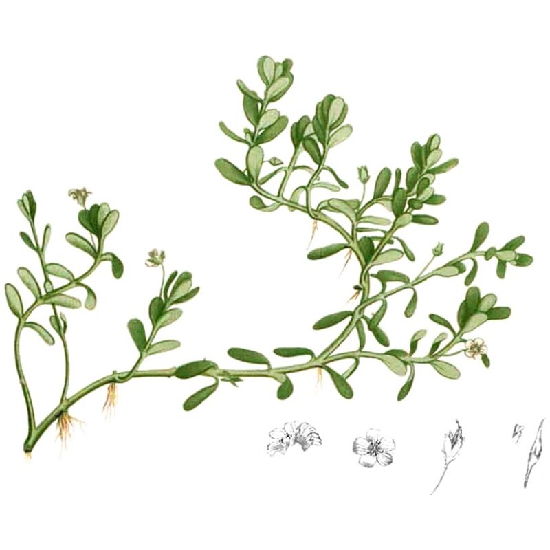Illustration for Bulk Ayurvedic Herbs Bacopa