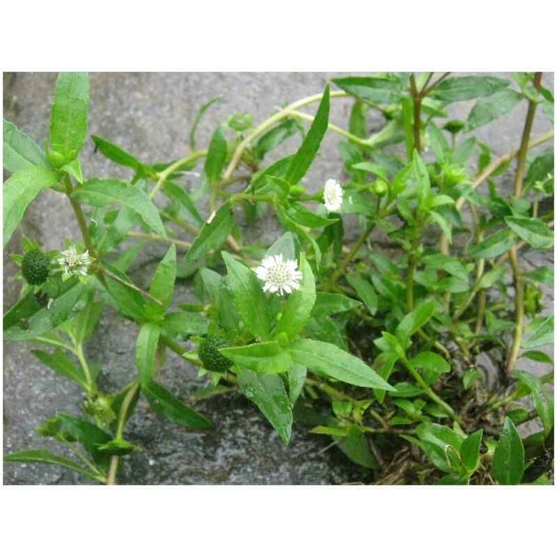 Identification Image for Bulk Ayurvedic Herbs Bhringaraj