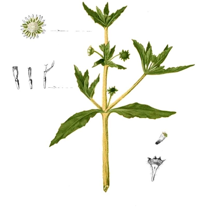 Illustration for Bulk Ayurvedic Herbs Bhringaraj