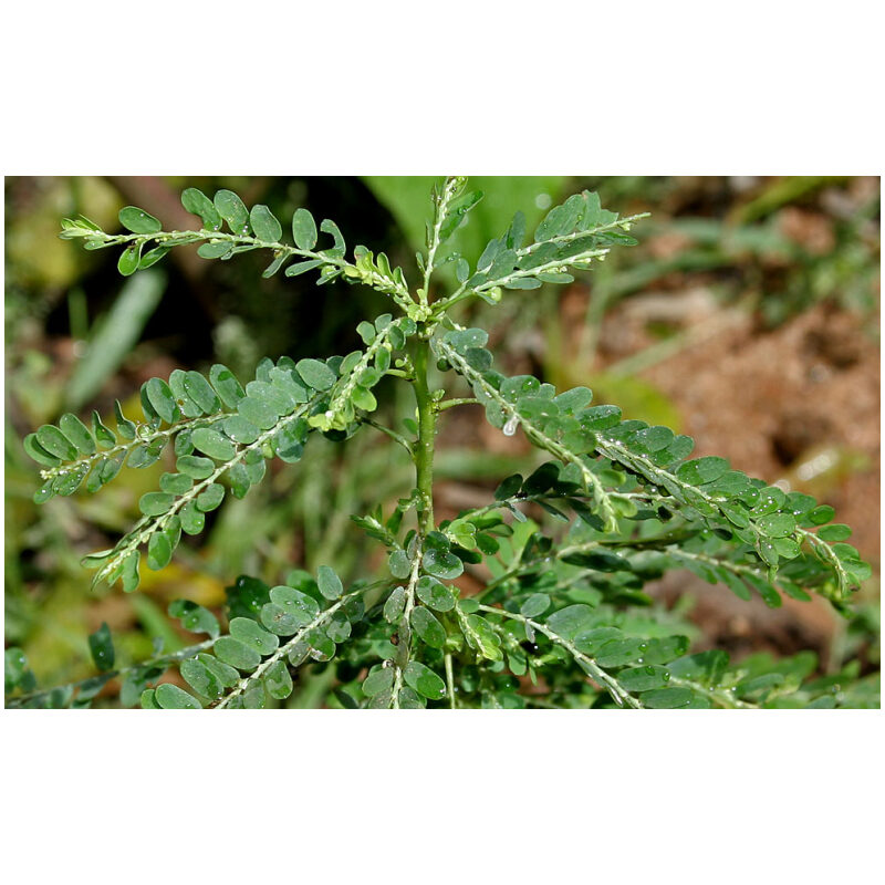 Identification Image for Bulk Ayurvedic Herbs Bhumyamalaki