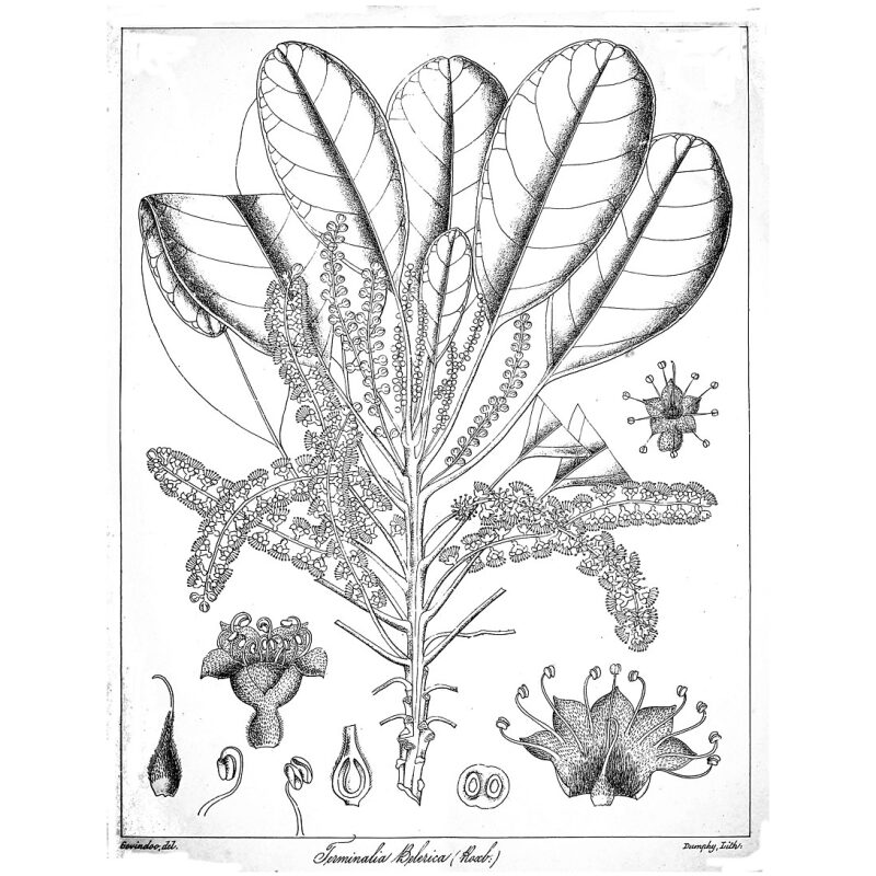 Illustration for Bulk Ayurvedic Herbs Bibhitaki