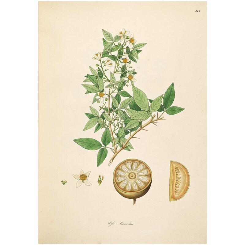 Illustration for Bulk Ayurvedic Herbs Bilva