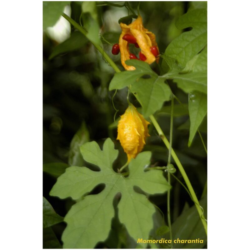 Identification Image for Bulk Ayurvedic Herbs Bitter Melon