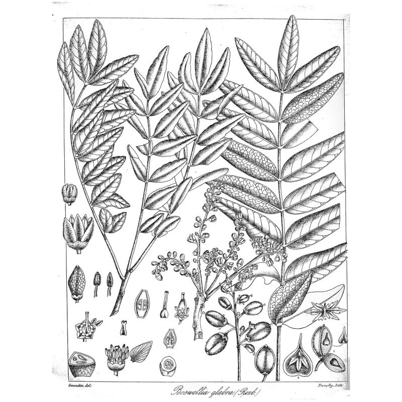Illustration for Bulk Ayurvedic Herbs Boswellia