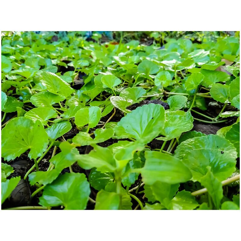 Identification Image for Bulk Ayurvedic Herbs Brahmi (Gotu Kola)