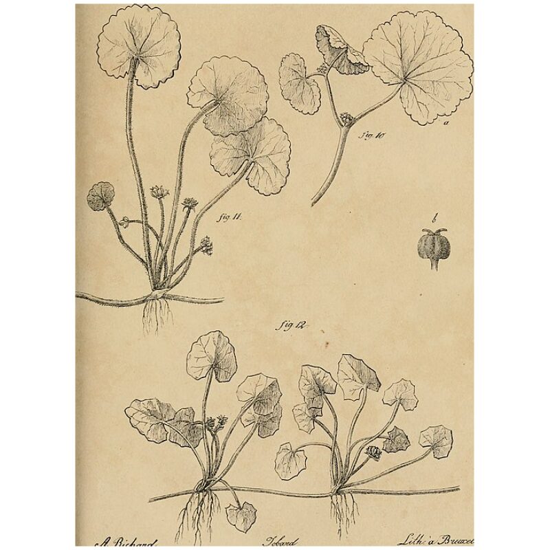 Botanical Illustration for Bulk Ayurvedic Herbs Brahmi (Gotu Kola)