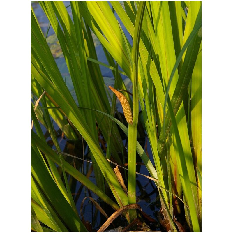 Identification Image for Bulk Ayurvedic Herbs Calamus