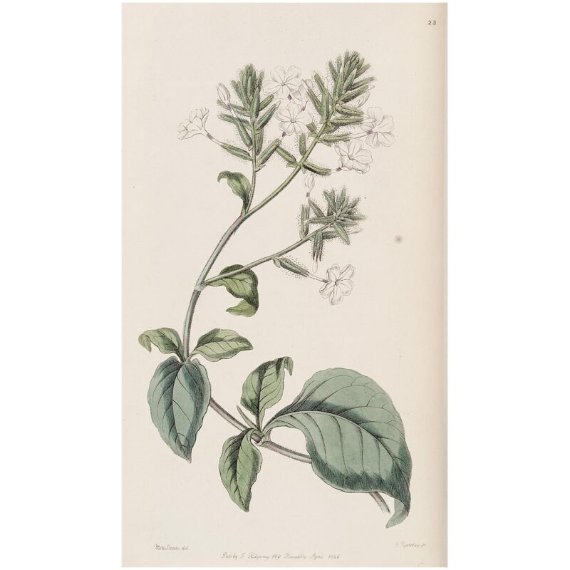 Illustration for Bulk Ayurvedic Herbs Chitrak