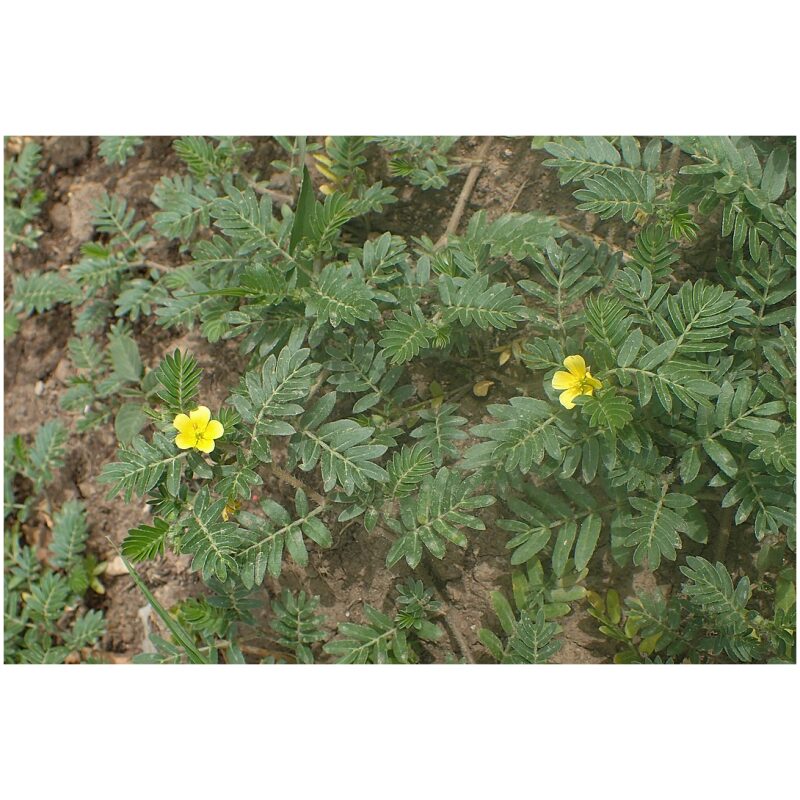 Identification Image for Bulk Ayurvedic Herbs Gokshura