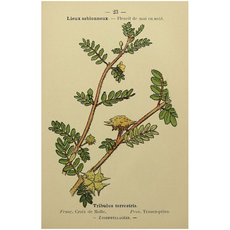 Illustration for Bulk Ayurvedic Herbs Gokshura