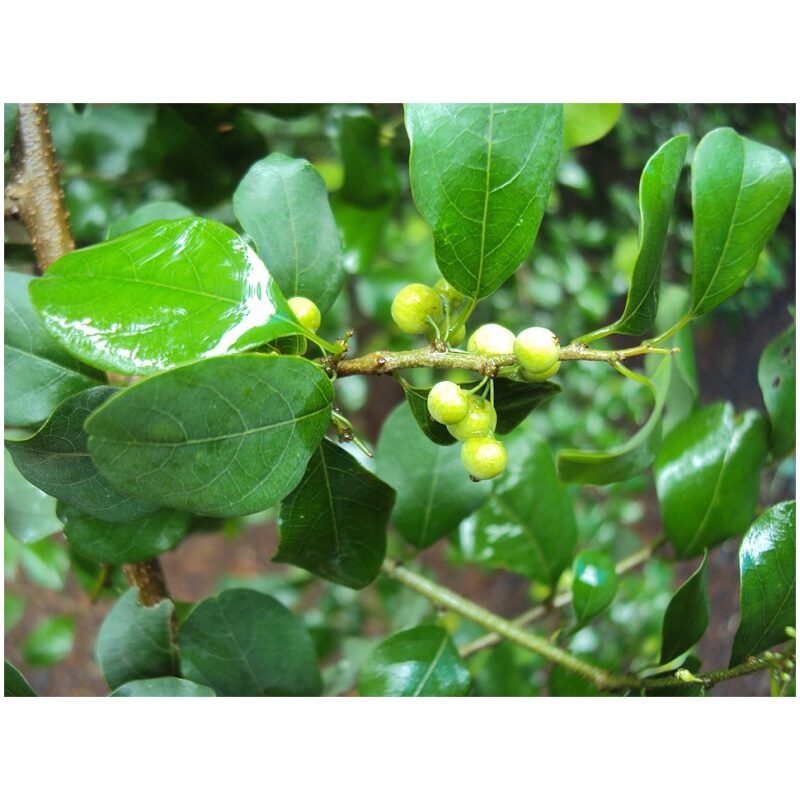Identification Image for Bulk Ayurvedic Herbs Guggulu
