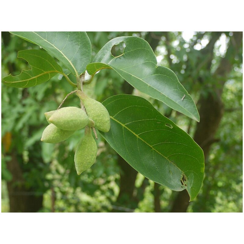Identification Image for Bulk Ayurvedic Herbs Haritaki