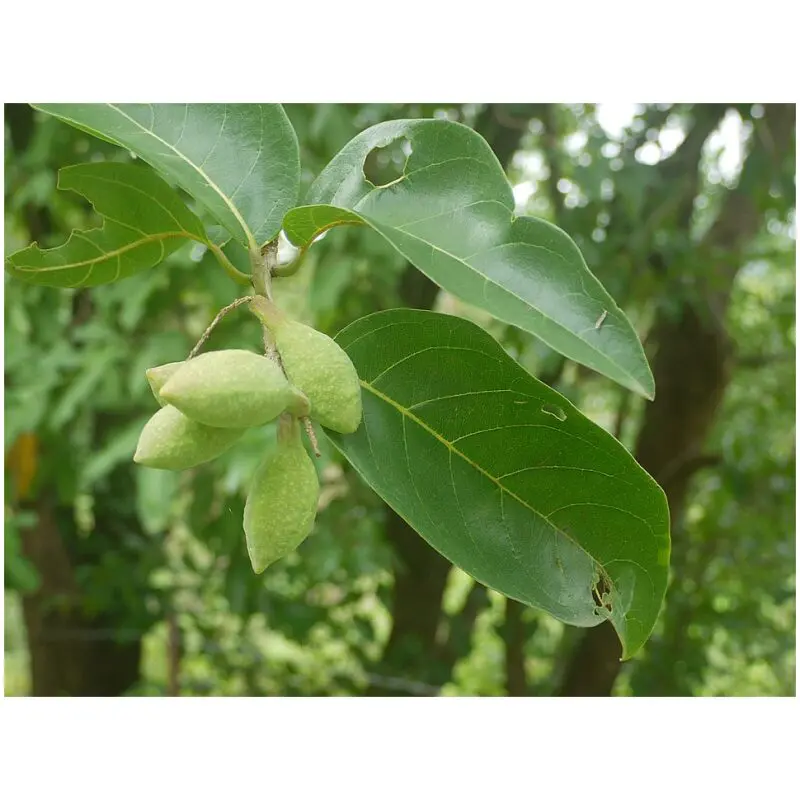 Haritaki - Healing Waters Clinic & Herb Shop -