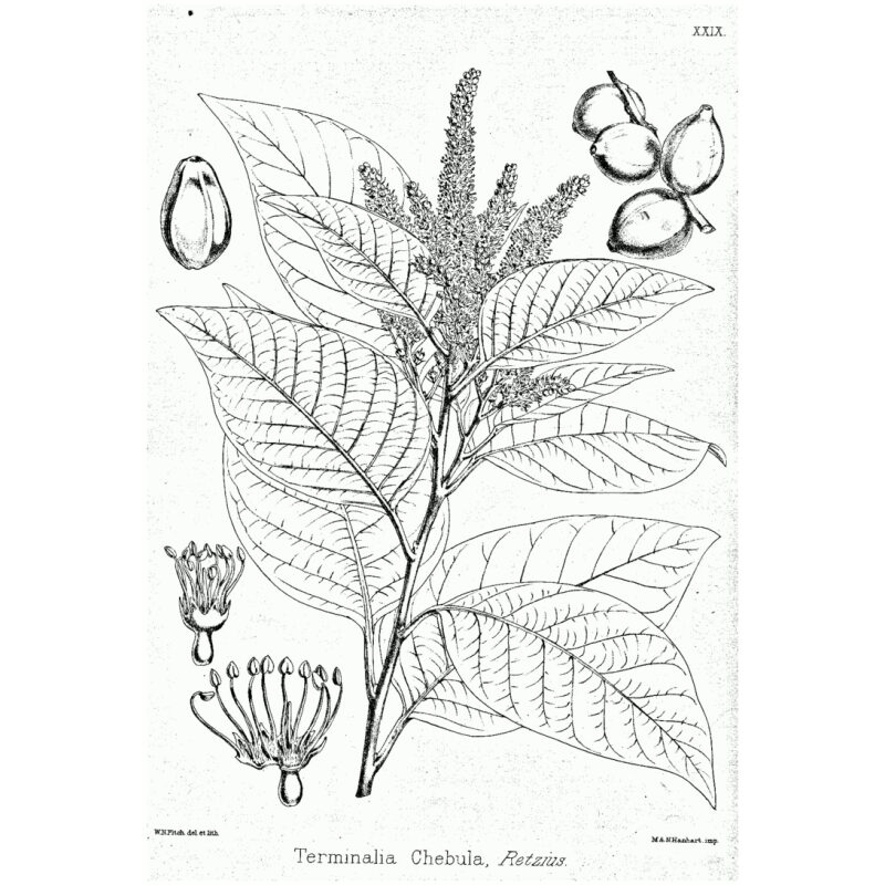Illustation for Bulk Ayurvedic Herbs Haritaki