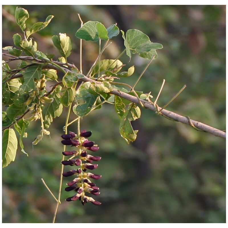 Identification Image for Bulk Ayurvedic Herbs Kapikacchu