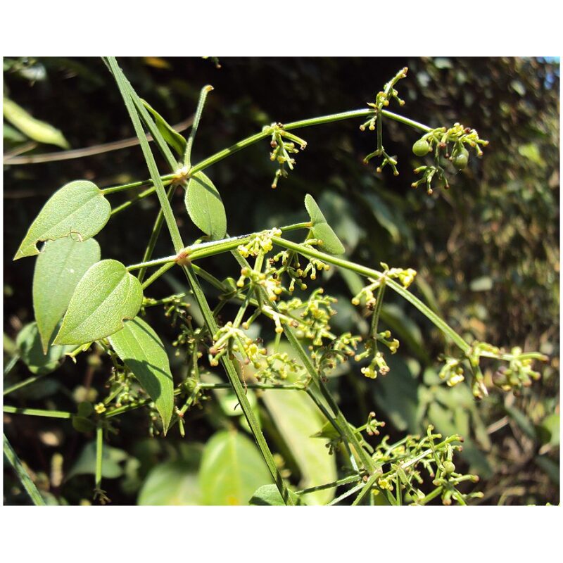 Identification Image for Bulk Ayurvedic Herbs Manjistha