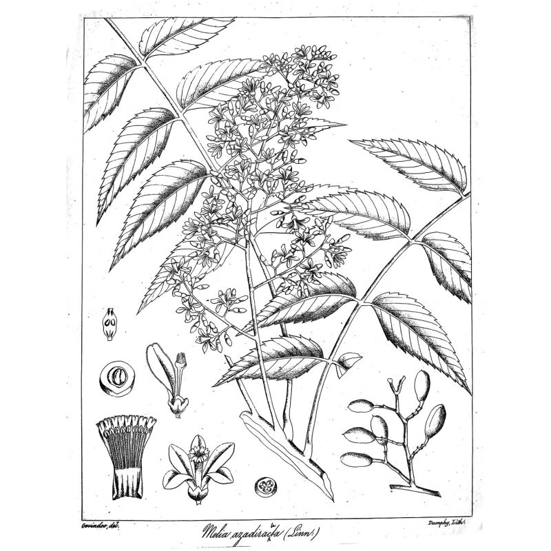 Illustration for Bulk Ayurvedic Herbs Neem