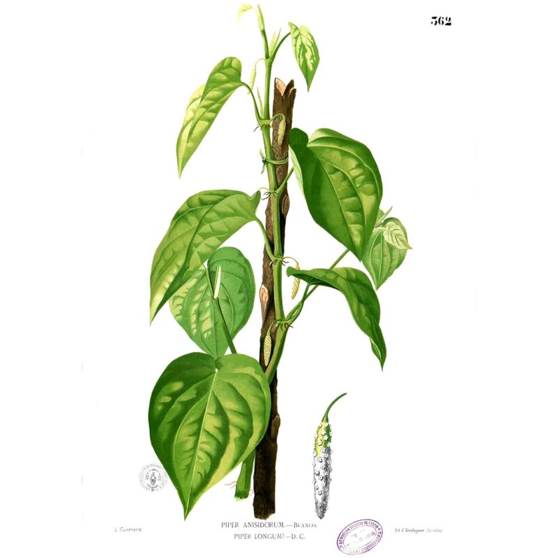 Illustration for Bulk Ayurvedic Herbs Pippali