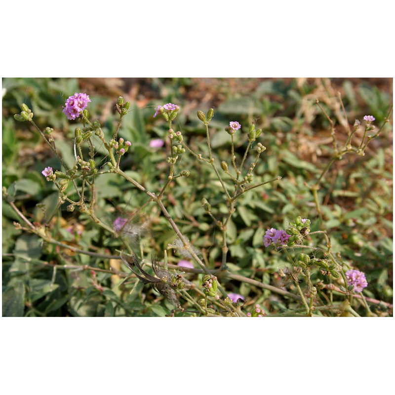 Identification Image for Bulk Ayurvedic Herbs Punarnava