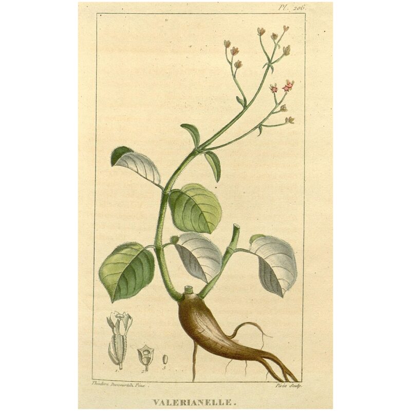 Illustration Image for Bulk Ayurvedic Herbs Punarnava