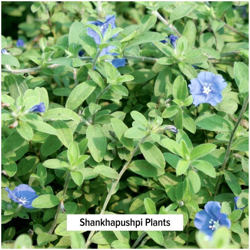 Identification Image for Bulk Ayurvedic Herbs Shankhapushpi