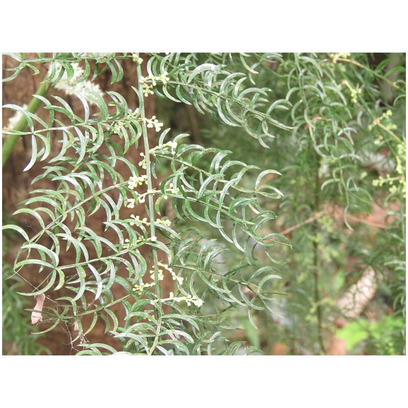 Identification Image for Bulk Ayurvedic Herbs Shatavari
