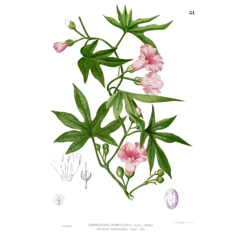 Illustration for Bulk Ayurvedic Herbs Vidari Kanda