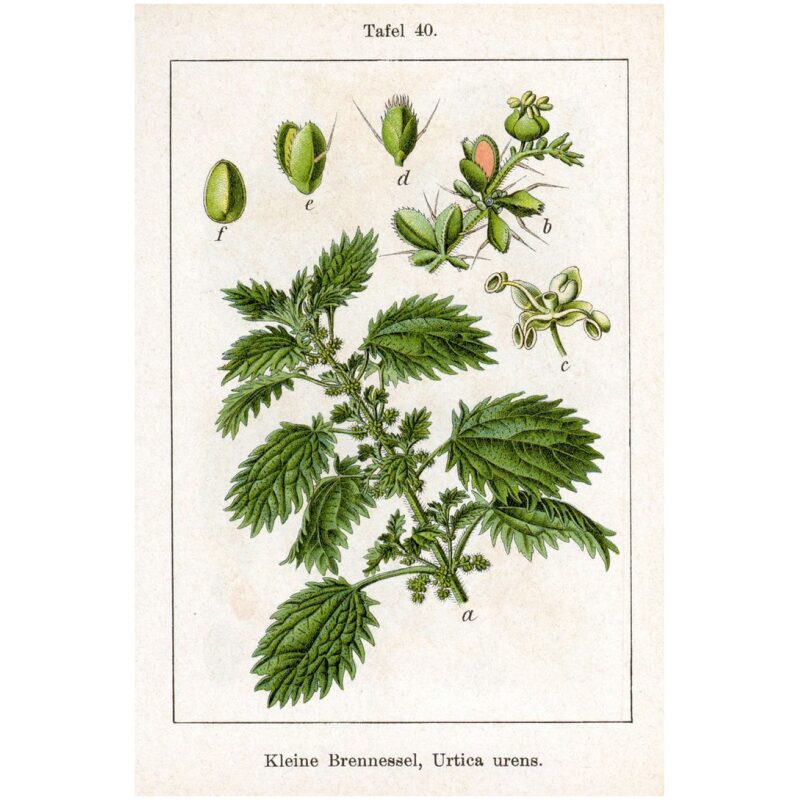 Illustration for Bulk Western Herbs Nettle Leaf