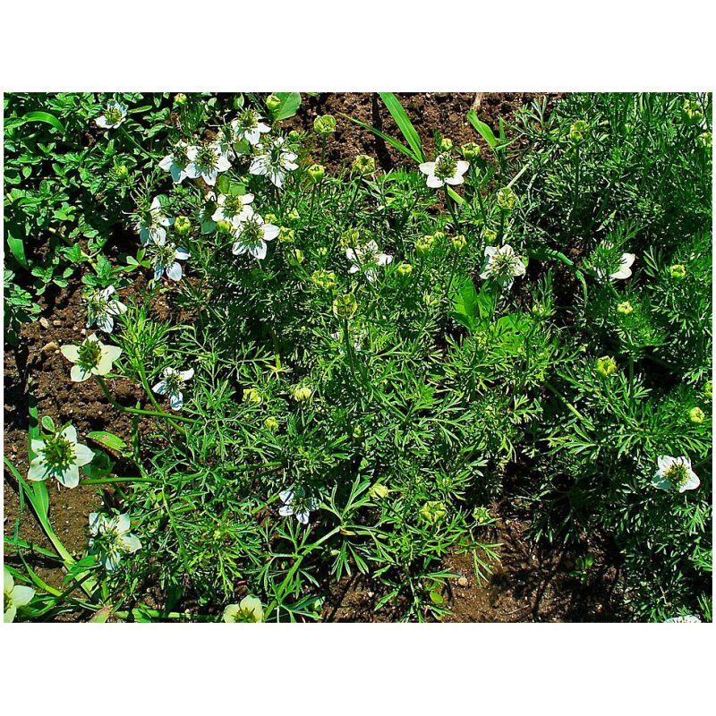 Identification Image for Bulk Western Herbs Nigella Seeds