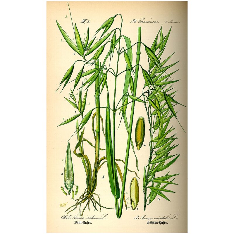 Illustration for Bulk Western Herbs Oatstraw
