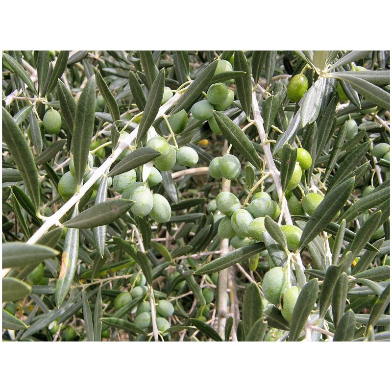 Identification Image for Bulk Western Herbs Olive Leaf