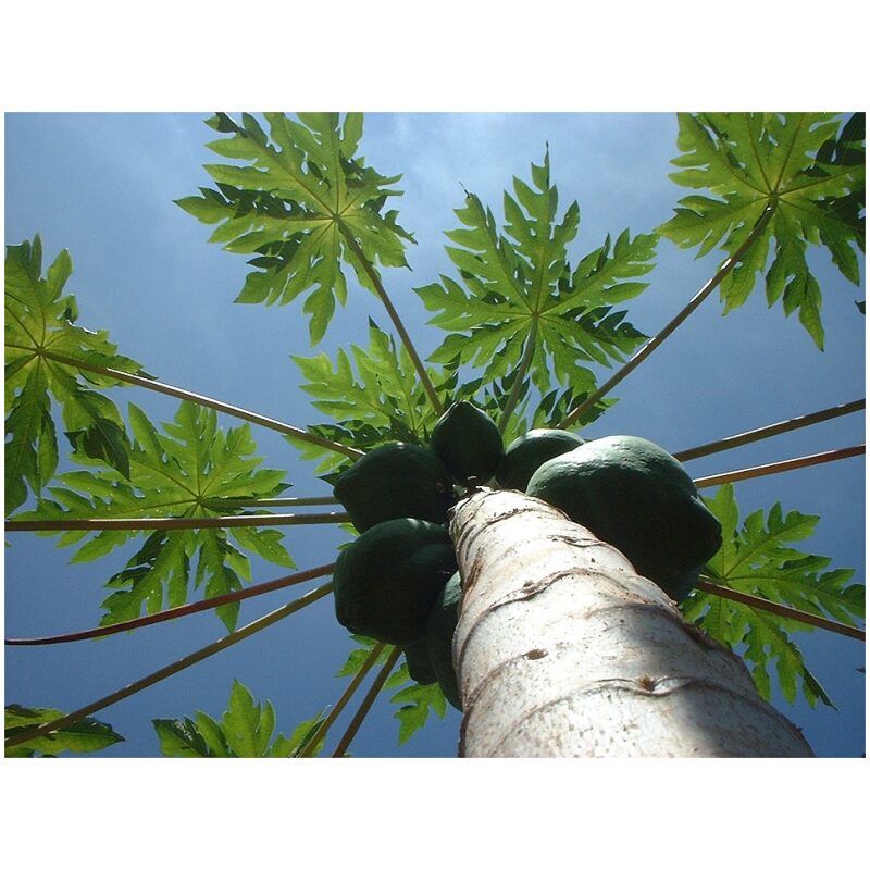 Identification Image for Bulk Western Herbs Papaya Leaf