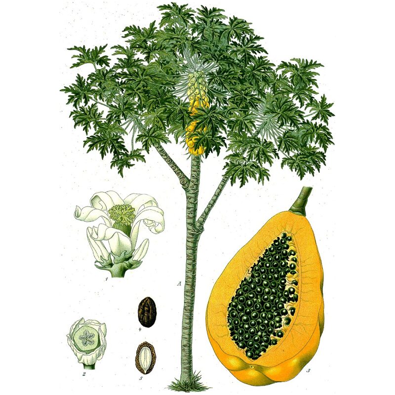 Illustration for Bulk Western Herbs Papaya Leaf