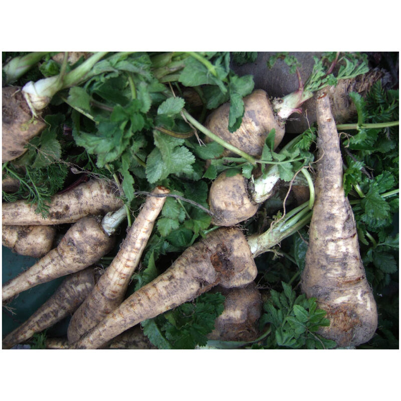 Identification Image for Bulk Western Herbs Parsley Root