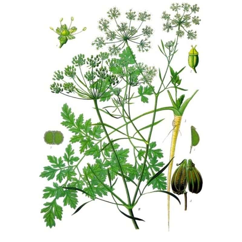 Illustration for Bulk Western Herbs Parsley Root