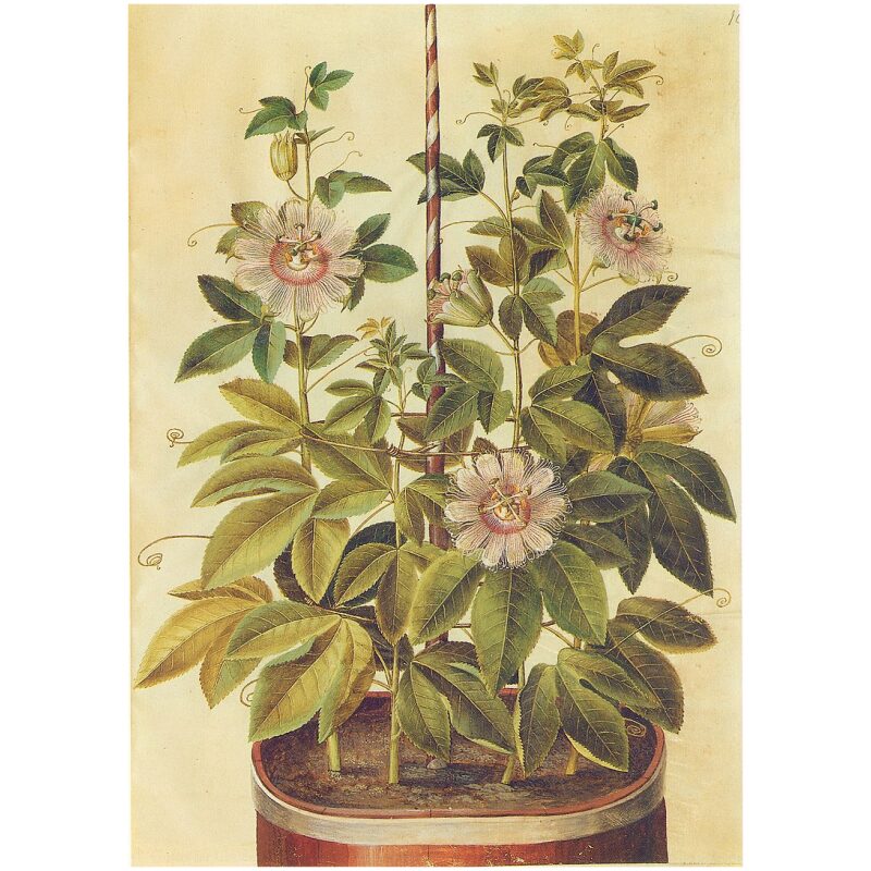 Illustration for Bulk Western Herbs Passion Flower